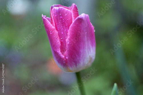 Pink Tulip