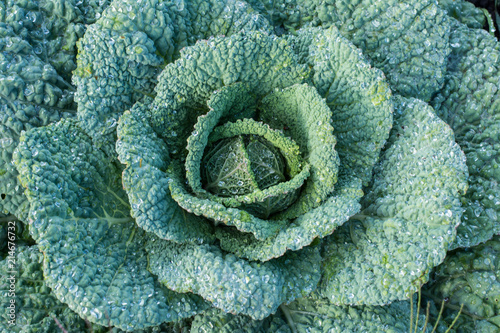 Soft focus of Big cabbage in the garden. Autumn harvest. Vegetables in nature. Gardening and cultivation. Healthy food and diet. Vitamin A, Vitamin B, Vitamin K. Minerals in food.