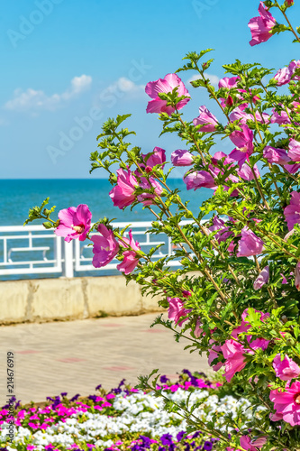 Flowering bush of pink hibiscus on the sea promenade