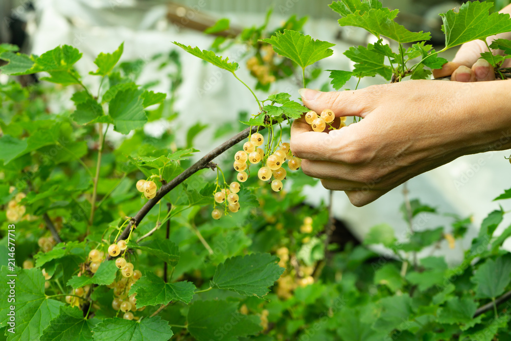 Currant berries on the branches. The girl collects currants.