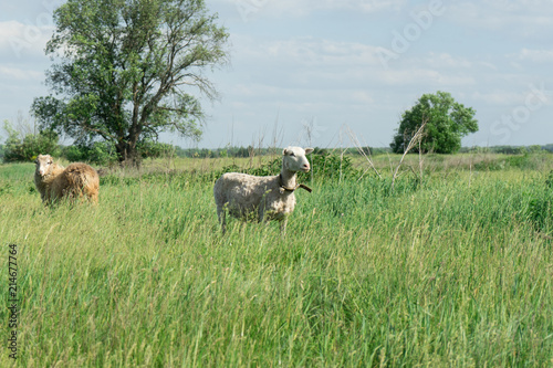 Sheep in the pasture. Animals from a home farm.