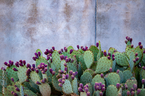 Prickly pear cacti