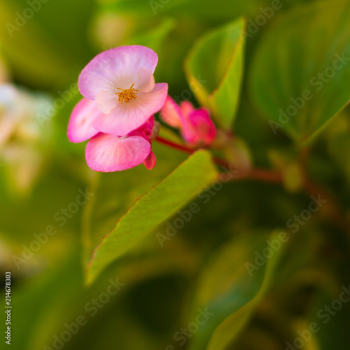 Pink begonia and surrounding green leaves