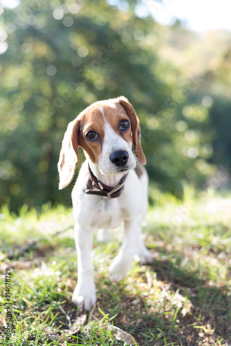 Fototapeta Naklejka Na Ścianę i Meble -  Cute Beagle Puppy