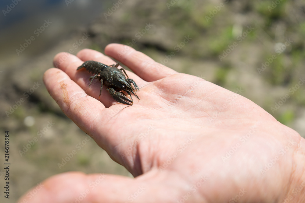 Young spiny lobster. Photo in the hands of man.