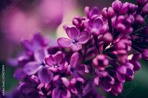 Fototapeta Naklejka Na Ścianę i Meble -  Lilacs in Bloom