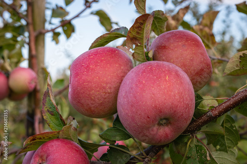 Red and ripe apples hanging from a tree branch