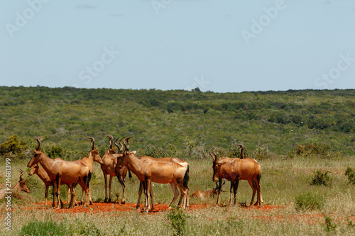 Herd of Red hartebeest standing together