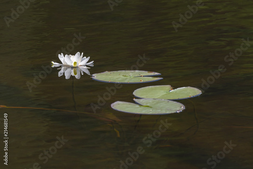Pond with water lily