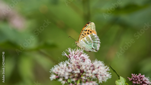 Schmetterling auf Blume