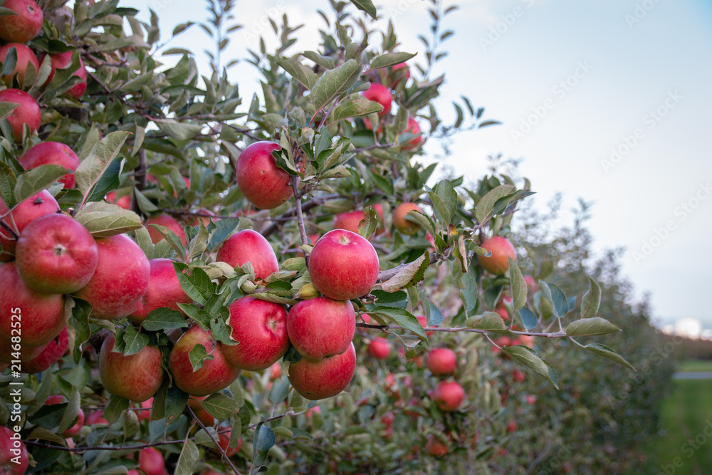 Obraz premium Red and ripe apples hanging from a tree branch