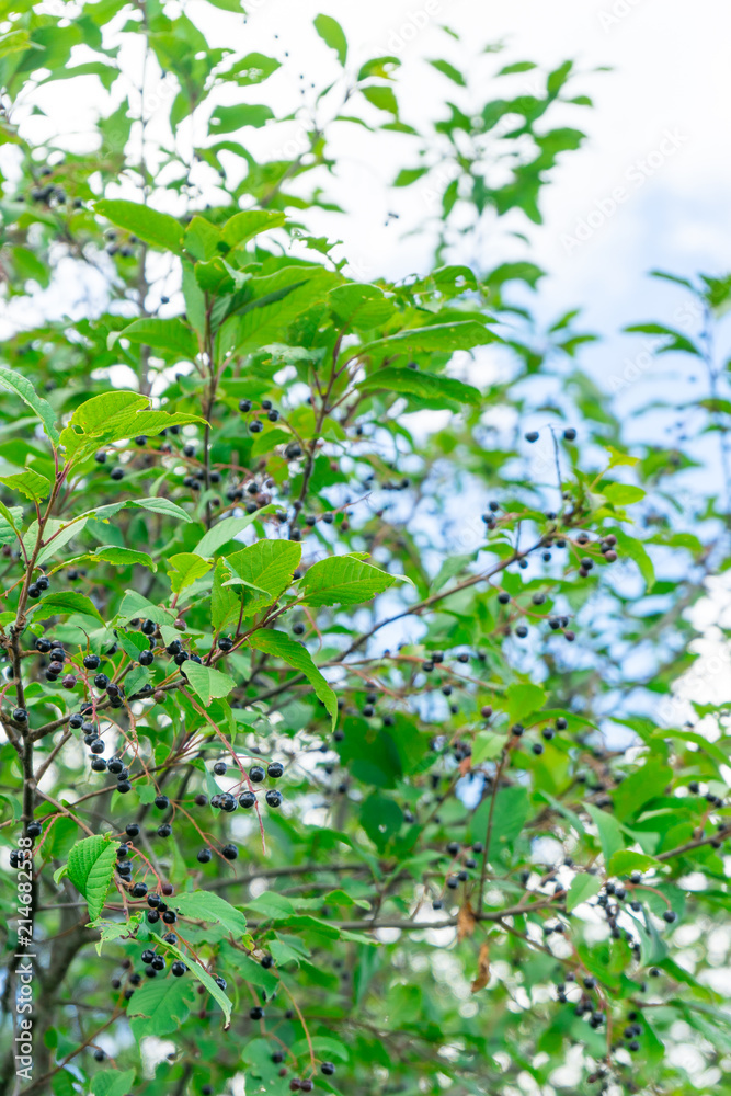 Photo of black elderberry fruit. Berry for nutrition and medicine. Photo of black elderberry fruit. Berry for nutrition and medicine.
