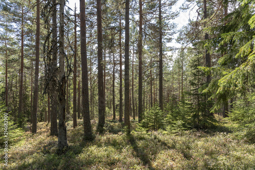 Sunlight in pine forest in Sweden