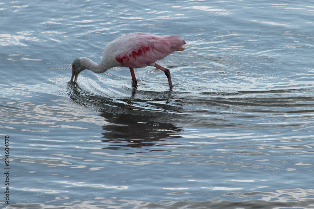 painted spoonbill searching for food
