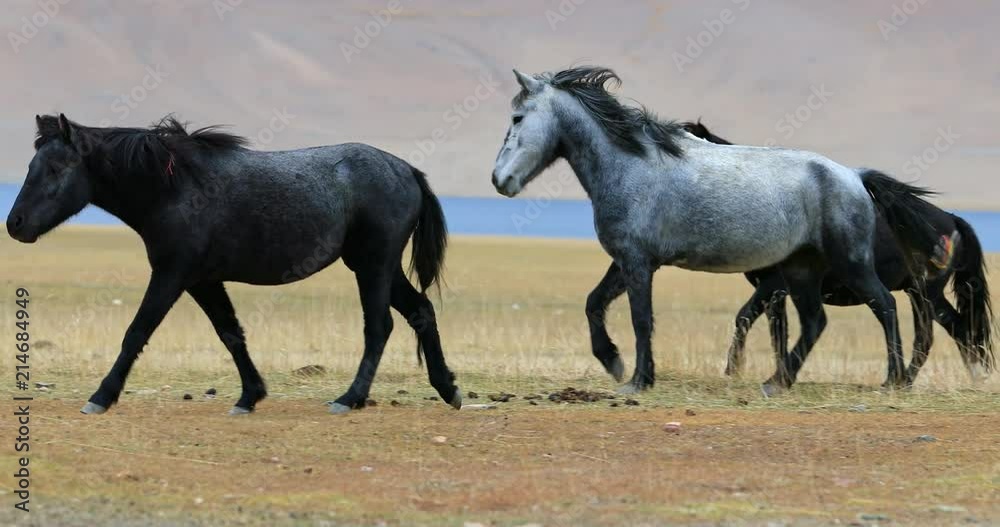 Herd of horses on free grazing pasture near Tso Moriri lake, Ladakh, India. Beautiful travel destination in northern parts of country Herd of horses on free grazing pasture near Tso Moriri lake, Ladakh, India. Beautiful travel destination in northern parts of country