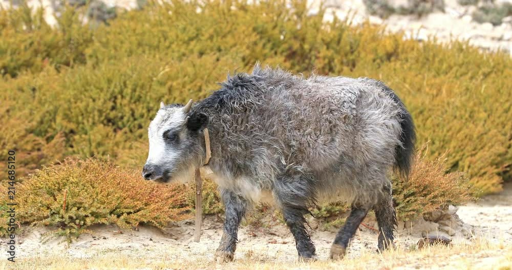 Cute baby yak with grey fur in highlands of Himalaya mountains in Ladakh, northern India Cute baby yak with grey fur in highlands of Himalaya mountains in Ladakh, northern India