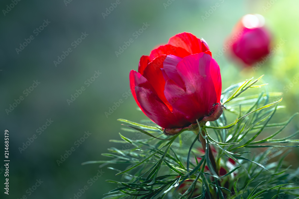 Obraz premium Wild peony is thin-leaved (Paeonia tenuifolia), in its natural environment. Bright decorative flower, popular in garden landscape design. Selective focus.