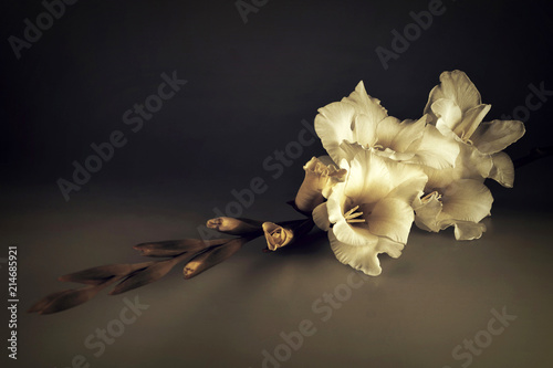 Condolence card with white gladiolus flower on dark background