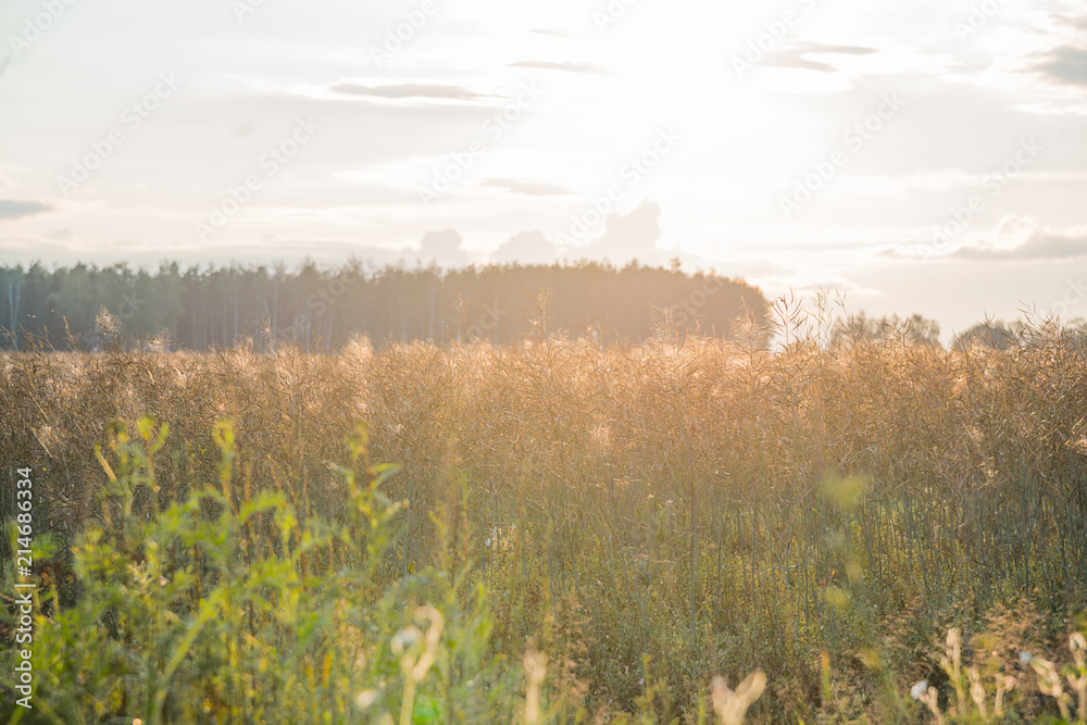 Fototapeta premium Evening gold wild field