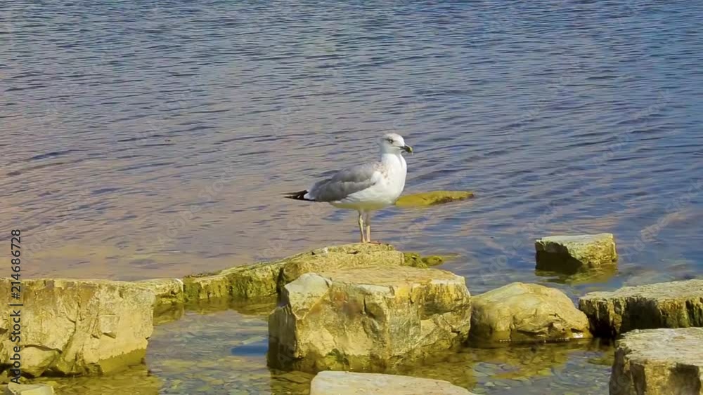 Close-up huge beautiful seagull stands on stone near shore and looks around at background of sea water Close-up huge beautiful seagull stands on stone near shore and looks around at background of sea water