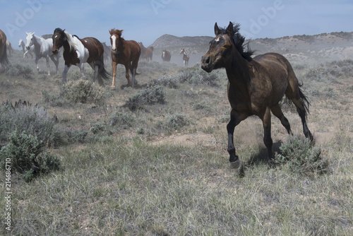 Spirited black horse running at a gallop ahead of the wild horse herd on sagebrush prairie