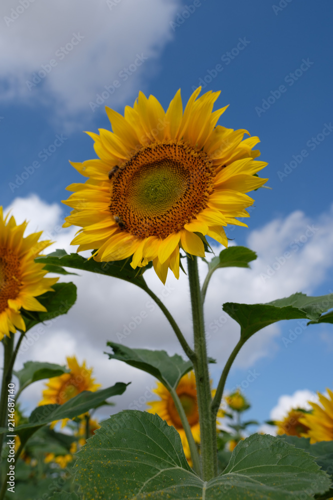 Sonnenblumen auf Feld in Frankreich Sonnenblumen auf Feld in Frankreich