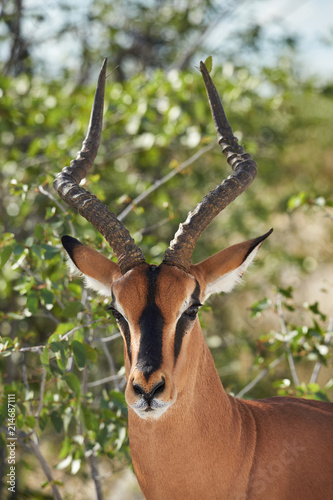 Black faced impala photo