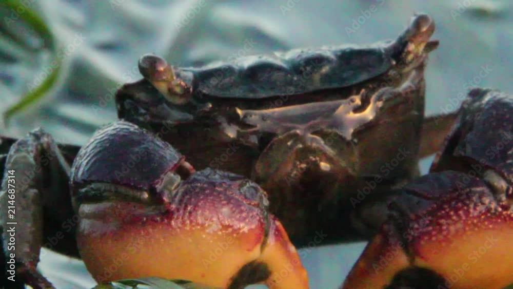 Crab cleaning itself Crab cleaning itself