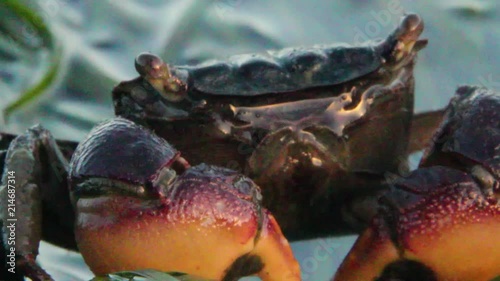 Crab cleaning itself photo