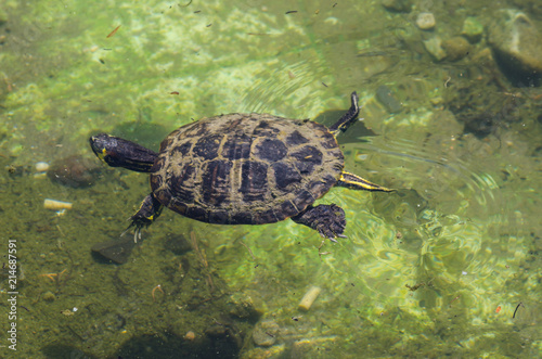 water turtle in a dirty pond in a city park, wild animal living in an aquatic environment © Q77photo
