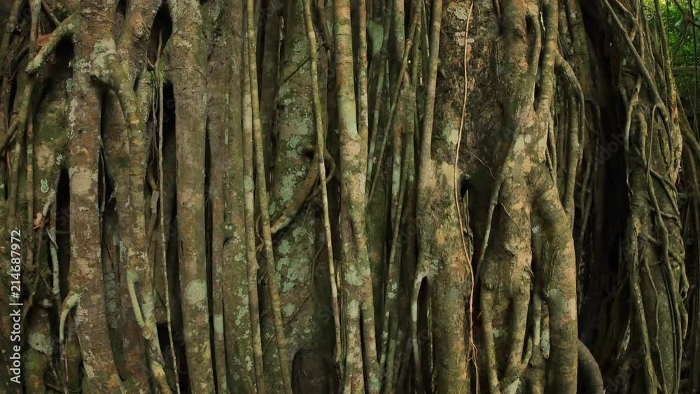 Close up view of tropical banyan tree trunk with overgrown roots and branches creating beutiful natural wood texture in humid climate of Asian tropics Close up view of tropical banyan tree trunk with overgrown roots and branches creating beutiful natural wood texture in humid climate of Asian tropics