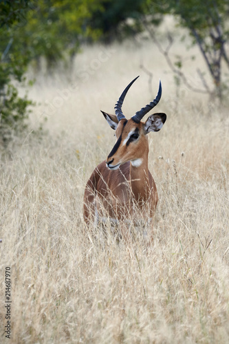 Blackfaced impala (Aepyceros melampus petersi)
