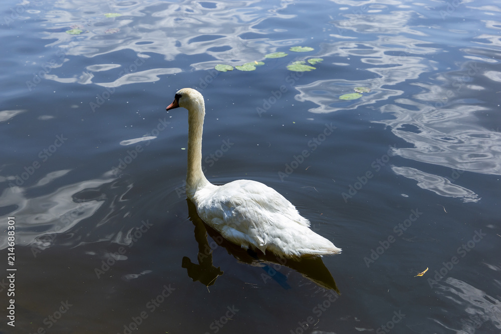 Naklejka premium A swan in the river