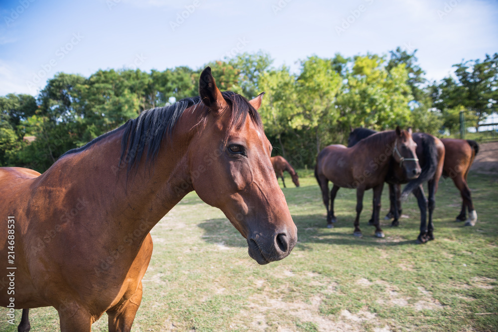 Horses on the meadow at animal shelter by the trees.