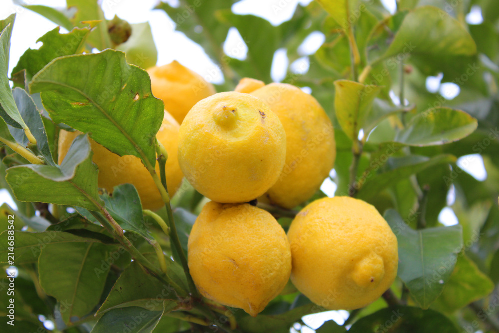 Limones en árbol Limones en árbol