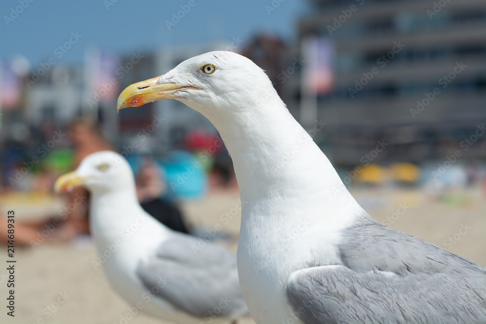 Big adult seagull is looking for food from tourists on the beach Big adult seagull is looking for food from tourists on the beach