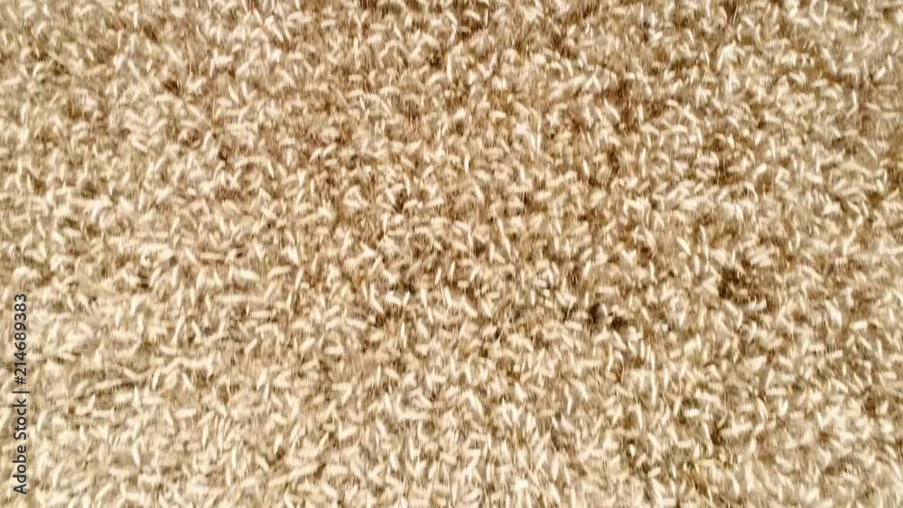 Wheat field - aerial view Wheat field - aerial view