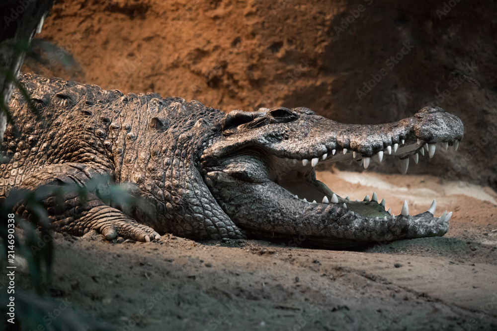 Obraz premium Crocodile Shows Teeth
