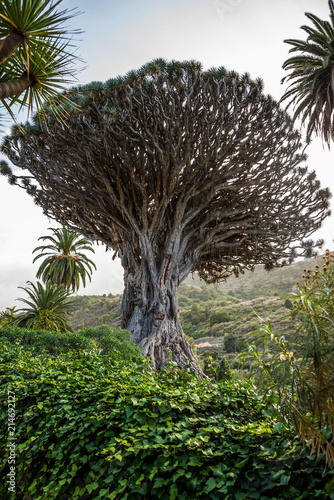 Drago Milenario from Icod de los Vinos, Tenerife, Spain 