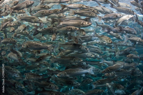Shoal of fish
