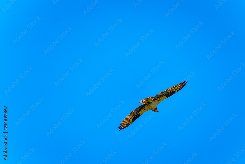Naklejka premium Osprey or Fish Hawk circling its nest under blue sky, along the Coldwater Road near Merritt, British Columbia Canada