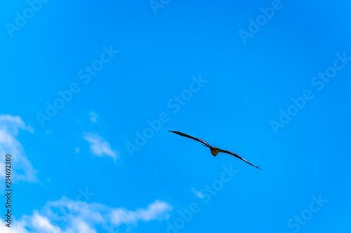 Osprey or Fish Hawk circling its nest under blue sky  along the Coldwater Road near Merritt  British Columbia Canada