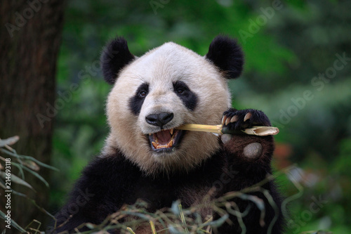 Fototapeta Niedźwiedź panda je bambusa, rezerwat Bifengxia Panda w prowincji Ya'an Sichuan, Chiny. Panda patrzy na widza z otwartymi ustami i zjada duży kawałek bambusa. Ochrona zwierząt zagrożonych gatunków