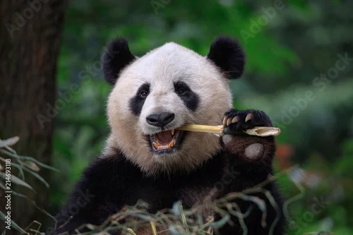 Obraz Niedźwiedź panda je bambusa, rezerwat Bifengxia Panda w prowincji Ya'an Sichuan, Chiny. Panda patrzy na widza z otwartymi ustami i zjada duży kawałek bambusa. Ochrona zwierząt zagrożonych gatunków