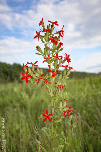 Royal Catchfly Wildflower (silene Regia) photo