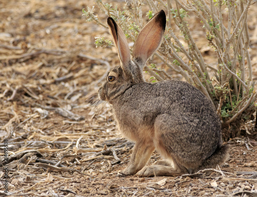 Jack Rabbit in Arizona