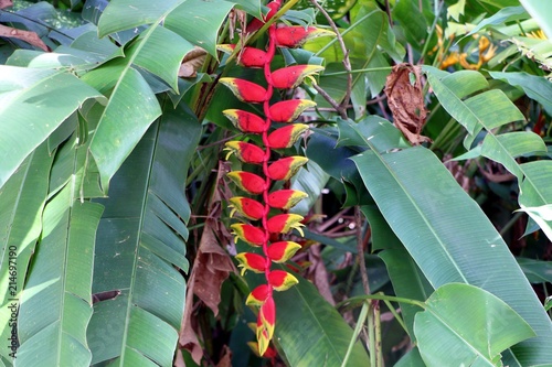 Heliconia rostrata (also known as hanging lobster claw or false bird of paradise or sepit udang or wannura). photo