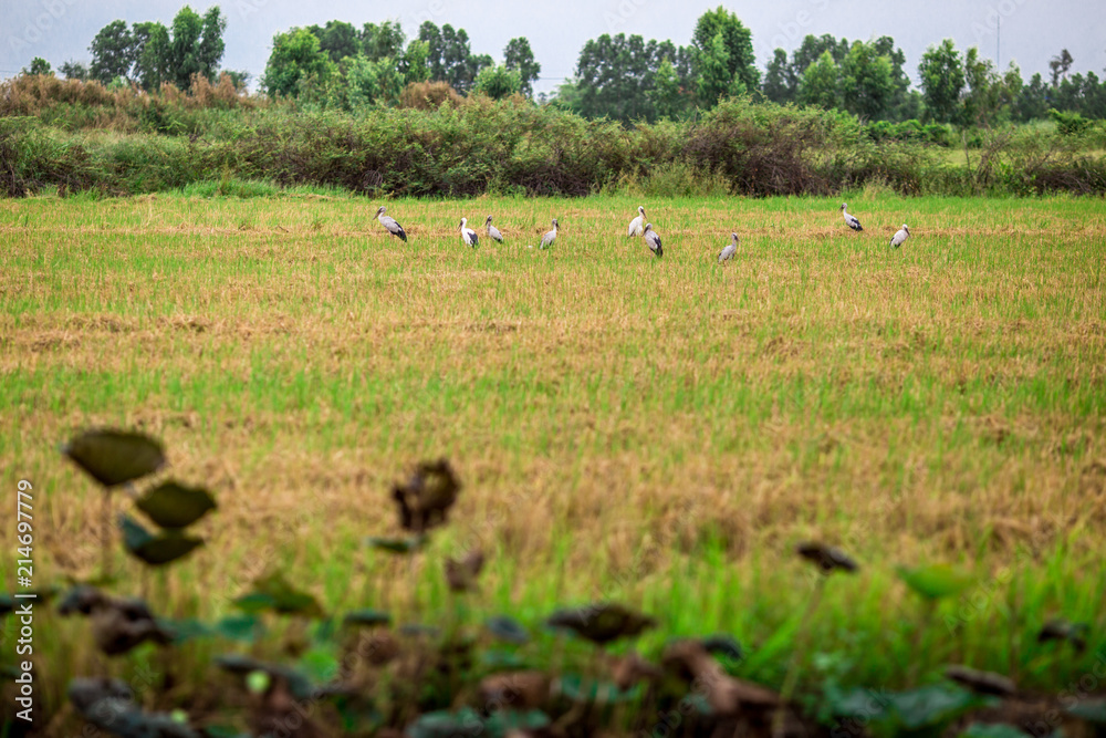 Birds feed on grasslands, often seen in fields. Birds feed on grasslands, often seen in fields.