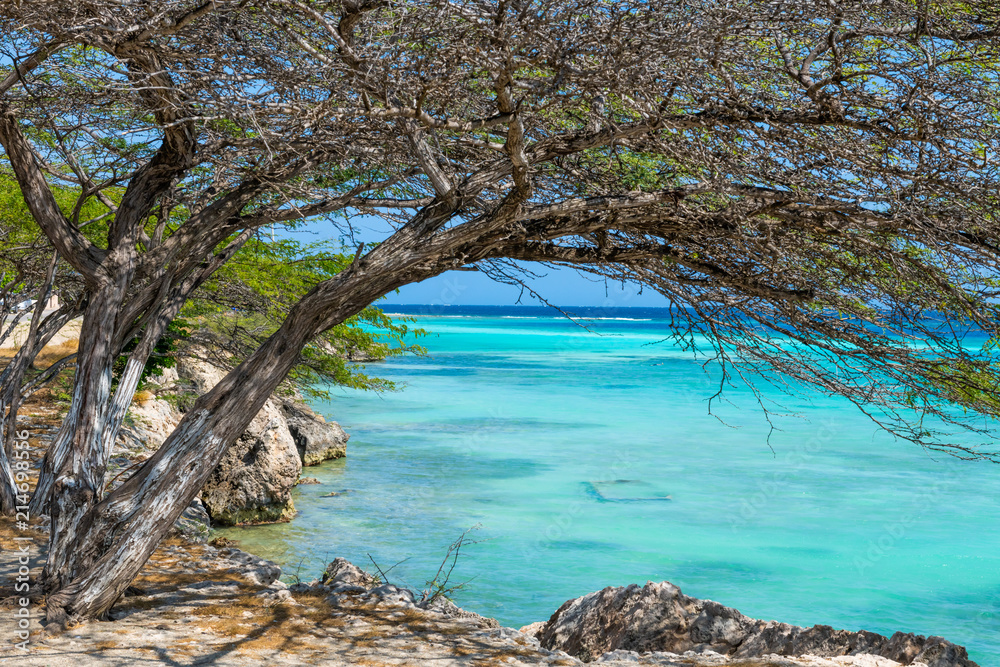 Aruba - acacia tree overhanging coral shore -coastal lagoon