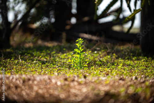 planta nascendo photo